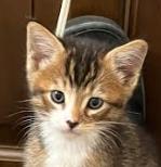 Cumin, Baby Domestic Short Hair / Mixed (short coat), cat for adoption in Oakley, California