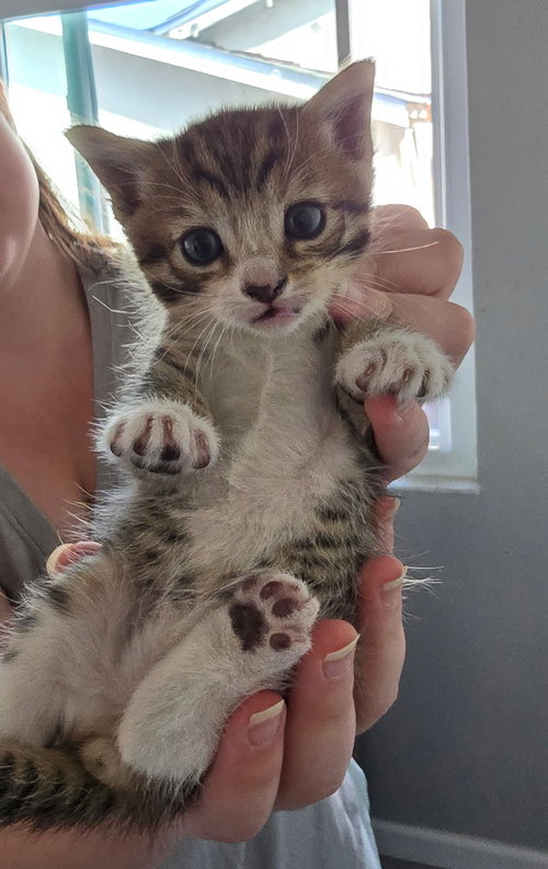 Cayenne, Baby Domestic Short Hair / Mixed (short coat), cat for adoption in Oakley, California