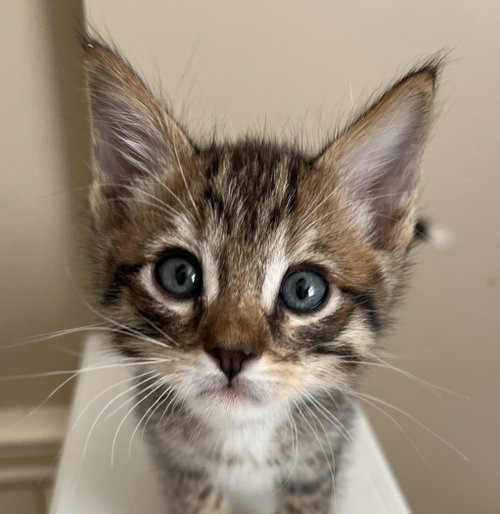 Cayenne, Baby Domestic Short Hair / Mixed (short coat), cat for adoption in Union City, California