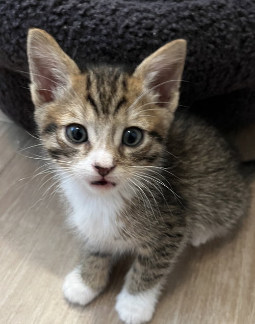 Lemon Pepper, Baby Domestic Short Hair / Mixed (short coat), cat for adoption in Oakley, California