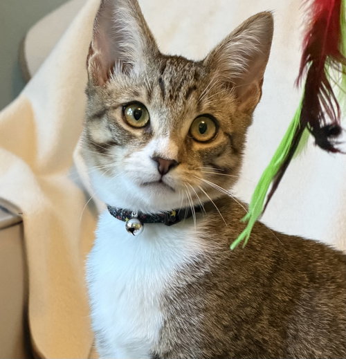 Lemon Pepper (bonded w/ Cypress), a cat for adoption from The Dancing Cat