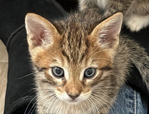 Tarragon, Baby Domestic Short Hair / Mixed (short coat), cat for adoption in Oakley, California