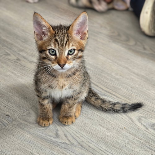 Tarragon, an adoptable Domestic Short Hair in San Jose, CA