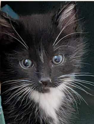 Arty (bonded w/ Splash), Baby Domestic Short Hair / Tuxedo / Mixed (short coat), cat for adoption in Oakley, California