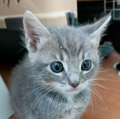 Splash (bonded w/ Arty), Baby Domestic Short Hair / Mixed (short coat), cat for adoption in Oakley, California