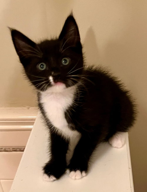 Magik, an adoptable Domestic Short Hair in San Jose, CA
