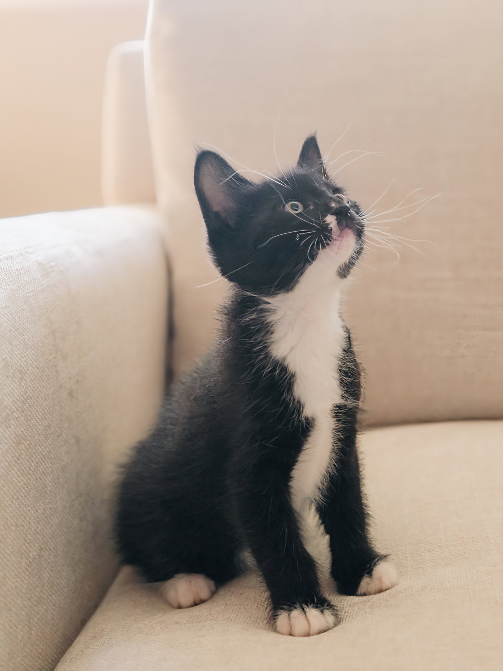 Magik (bonded w/ Darling Clementine), photo 19