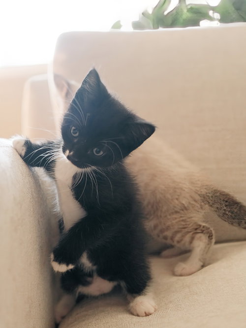 Magik, an adoptable Domestic Short Hair in San Jose, CA