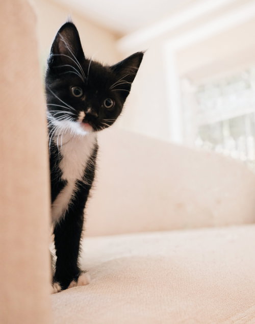 Magik, Baby Domestic Short Hair / Mixed (short coat), cat for adoption in San Bruno, California