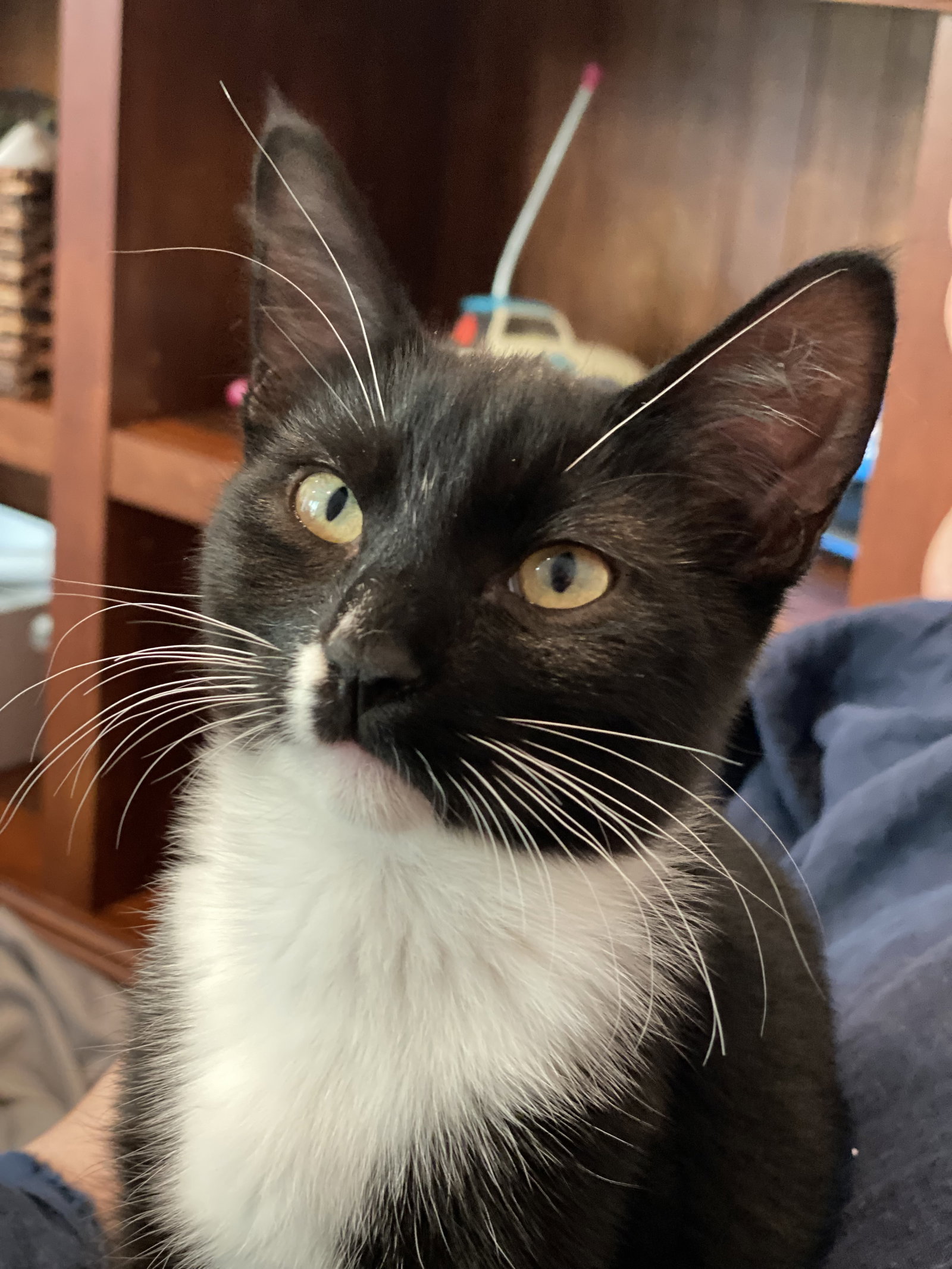 Magik (bonded w/ Darling Clementine), photo 12
