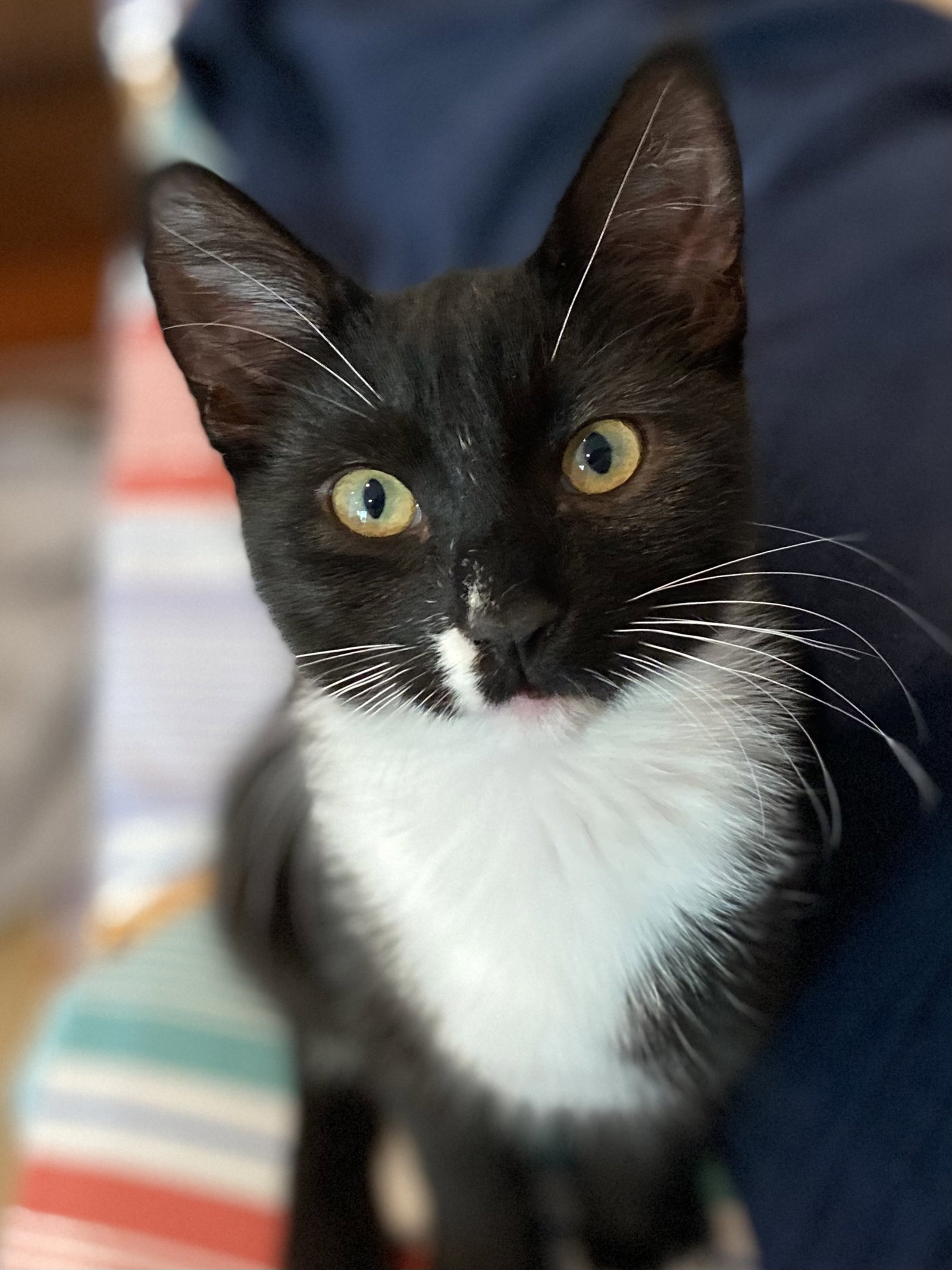 Magik (bonded w/ Darling Clementine), photo 14