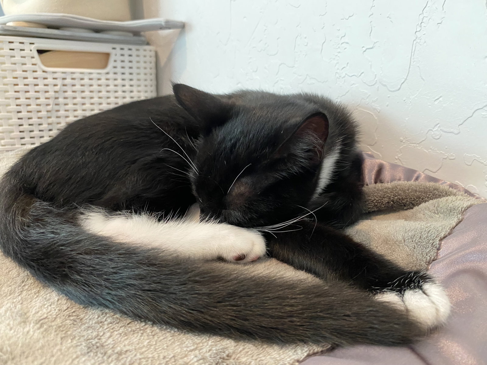 Magik (bonded w/ Darling Clementine), photo 17