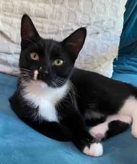 Magik (bonded w/ Darling Clementine), photo 13