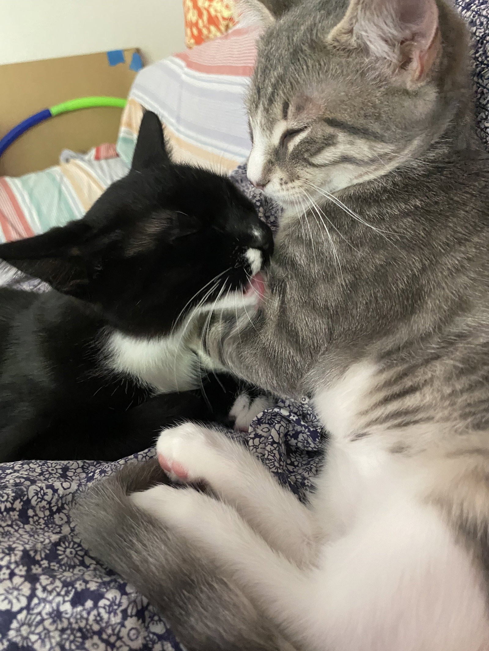 Magik (bonded w/ Darling Clementine), photo 16