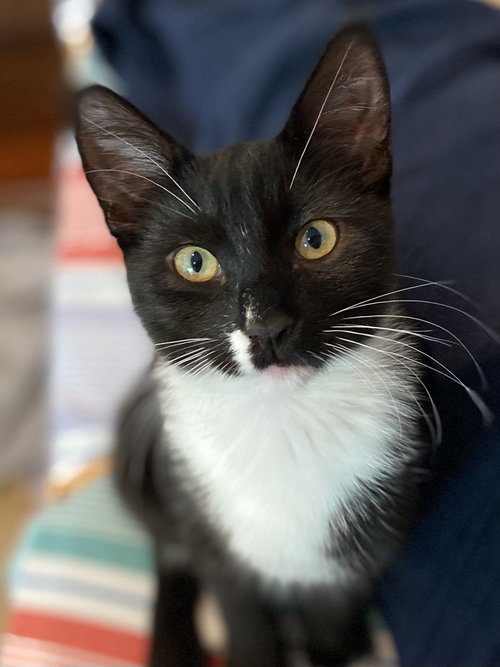 Magik (bonded w/ Darling Clementine), a cat for adoption from The Dancing Cat