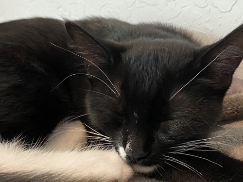Photo 5 of Magik (bonded w/ Darling Clementine)