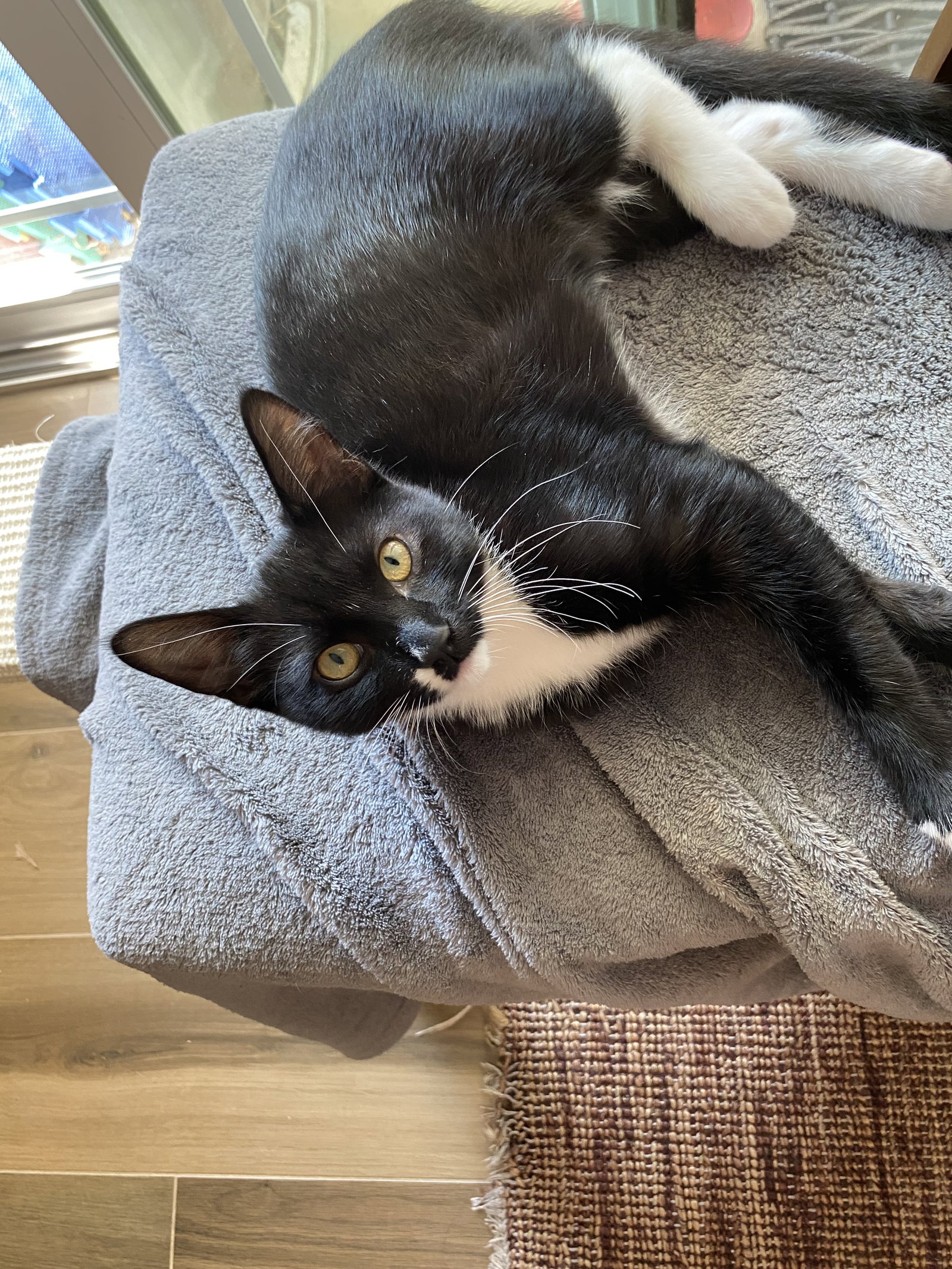 Magik (bonded w/ Darling Clementine), photo 11