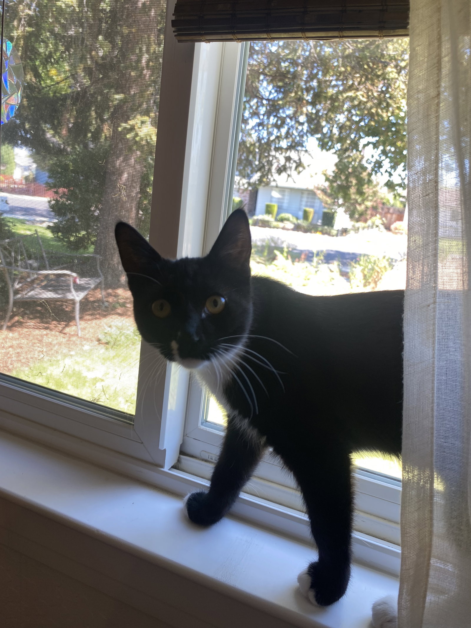 Magik (bonded w/ Darling Clementine), photo 10