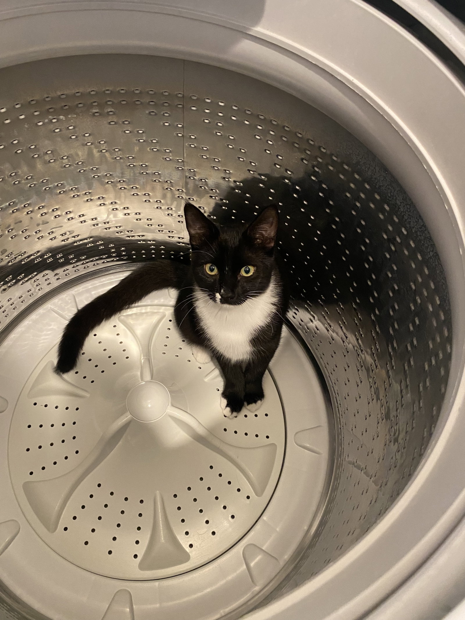 Magik (bonded w/ Darling Clementine), photo 9