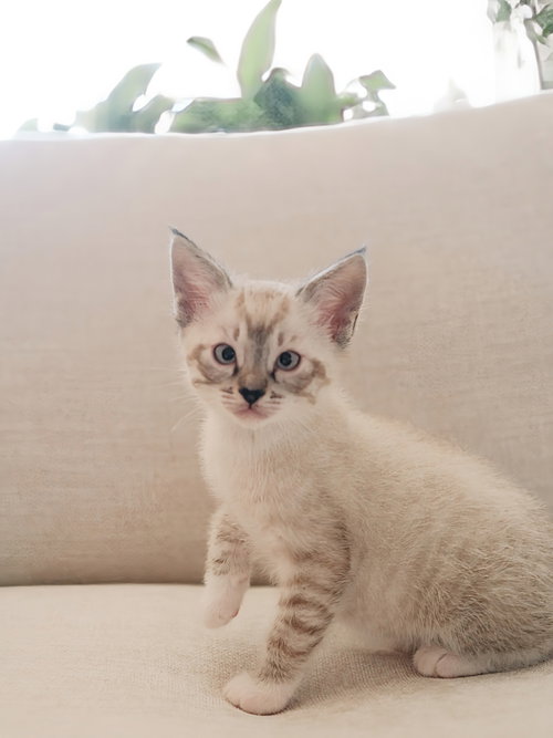 Prince Starlight, Baby Domestic Short Hair / Siamese / Mixed (short coat), cat for adoption in Brentwood, California