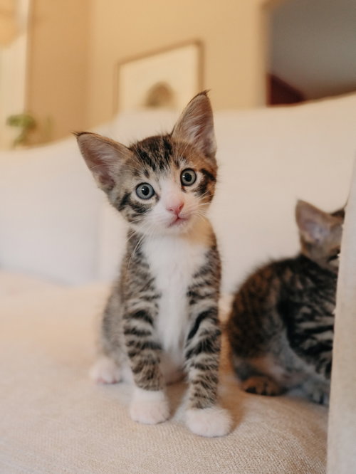 Hex bonded w/ Charm, an adoptable Domestic Short Hair in San Jose, CA