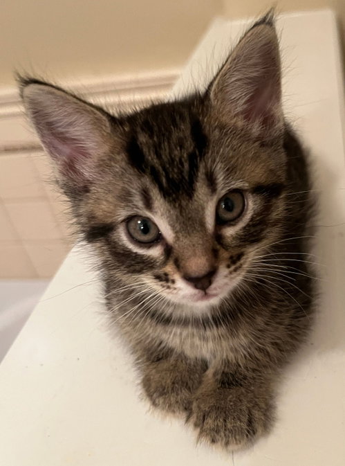Charm bonded w/ Hex, an adoptable Domestic Short Hair in San Jose, CA