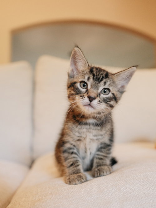 Charm bonded w/ Hex, an adoptable Domestic Short Hair in San Jose, CA