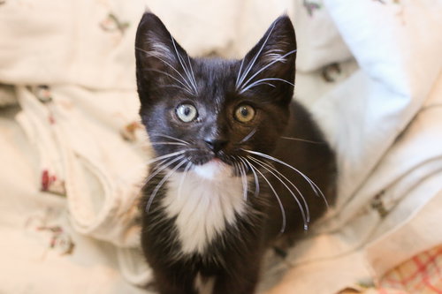 Toby bonded w/Pink Rosie, an adoptable Domestic Short Hair in San Jose, CA