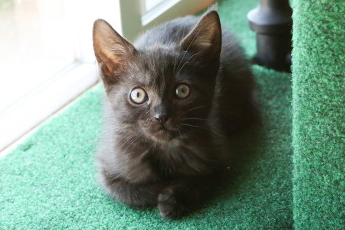 Pink Rosie bonded w/Toby, an adoptable Domestic Short Hair in San Jose, CA
