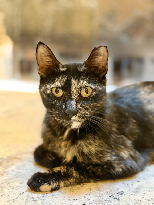 Roxette, an adoptable Domestic Short Hair in San Jose, CA