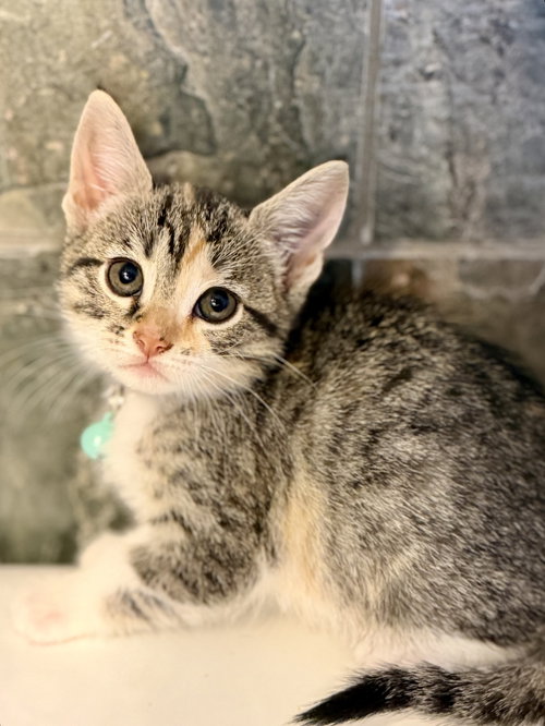 Solstice, an adoptable Domestic Short Hair in San Jose, CA