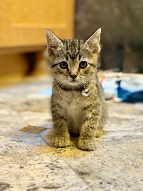 Fjord, an adoptable Domestic Short Hair in San Jose, CA