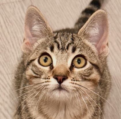 Fjord (bonded w/ Halo), Baby Domestic Short Hair / Tabby / Mixed (short coat), cat for adoption in Livermore, California