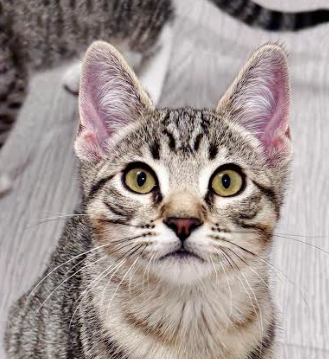 Fjord (bonded w/ Halo), an adoptable Domestic Short Hair in San Jose, CA