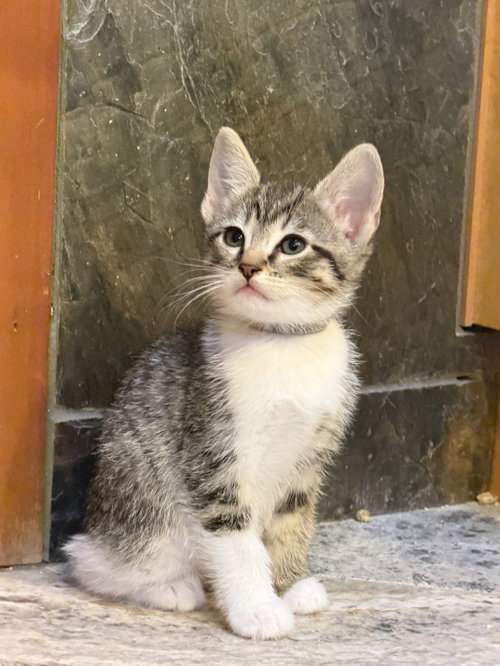 Cypress, an adoptable Domestic Short Hair in San Jose, CA