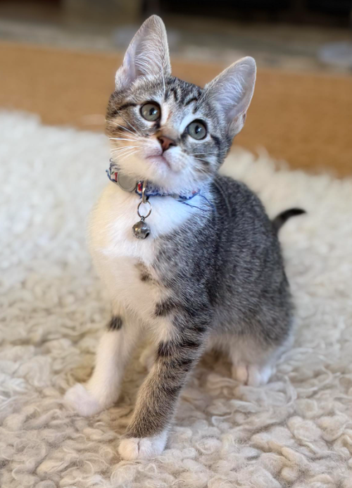Cypress, an adoptable Domestic Short Hair in San Jose, CA