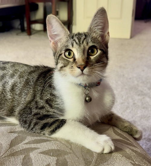 Cypress (bonded w/ Lemon Pepper), a cat for adoption from The Dancing Cat