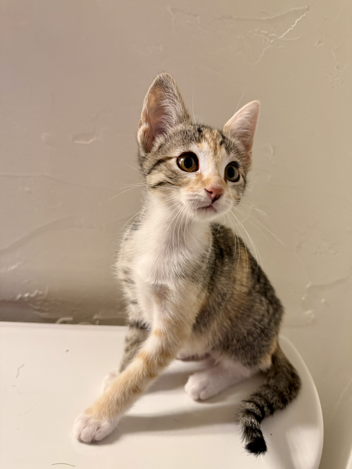 Dune Buggy, an adoptable Domestic Short Hair in San Jose, CA
