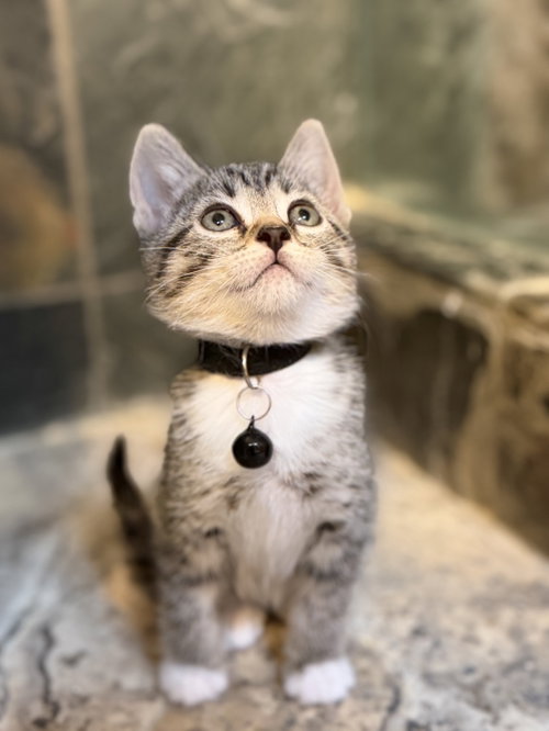Halo, an adoptable Domestic Short Hair in San Jose, CA