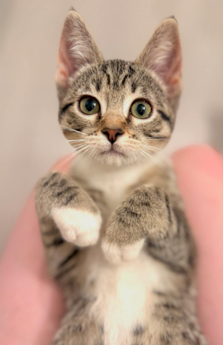 Halo (bonded w/ Fjord), Baby Domestic Short Hair / Tabby / Mixed (short coat), cat for adoption in San Bruno, California