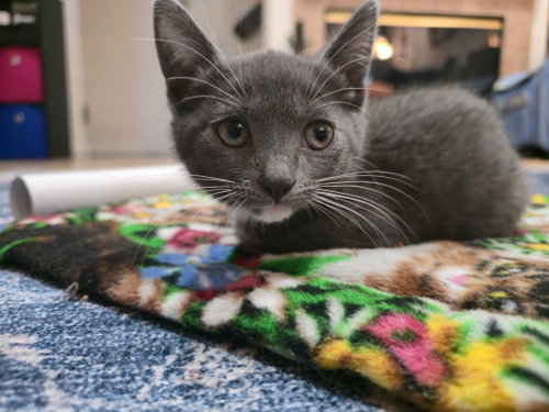 Baby Jill bonded w/Baby Hanselle, an adoptable Domestic Short Hair in San Jose, CA