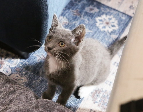 Baby Jill bonded w/Baby Hanselle, Baby Russian Blue / Domestic Short Hair / Mixed (short coat), cat for adoption in San Bruno, California