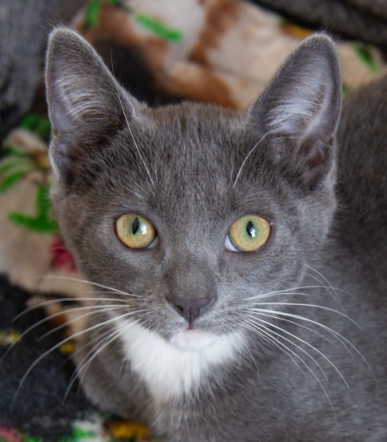 Baby Jill bonded w/Baby Hanselle, an adoptable Russian Blue in San Jose, CA