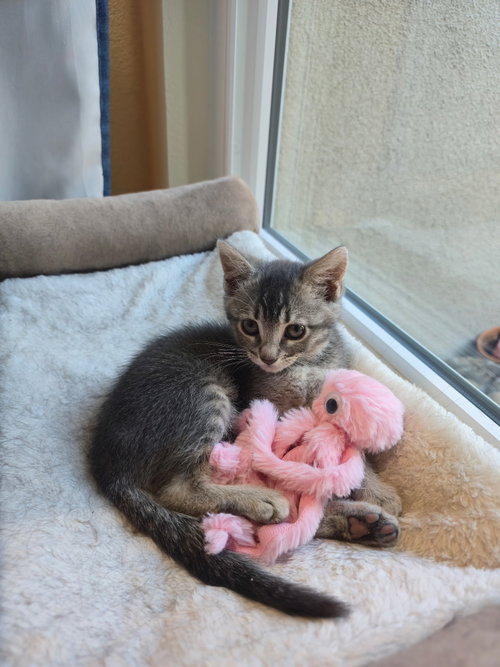 Baby Hanselle bonded w/Baby Jill, an adoptable Domestic Short Hair in San Jose, CA