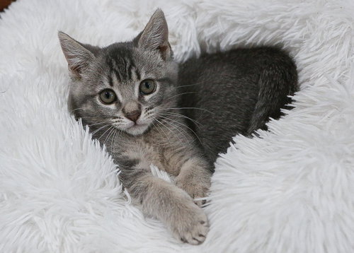 Baby Hanselle bonded w/Baby Jill, Baby Domestic Short Hair / Tabby / Mixed (short coat), cat for adoption in San Bruno, California