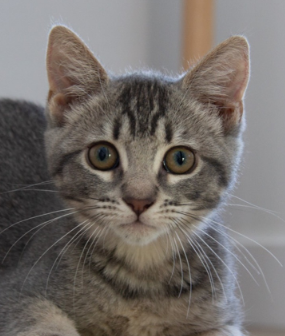 Baby Hanselle bonded w/Baby Jill, Baby Domestic Short Hair / Tabby / Mixed (short coat), cat for adoption in San Bruno, California
