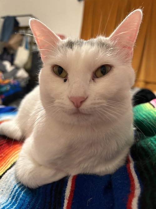 Guerita, Adult Domestic Short Hair / Mixed (short coat), cat for adoption in Oakley, California