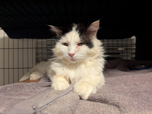 Angus (Courtesy Post), Adult Domestic Medium Hair / Mixed (medium coat), cat for adoption in Oakley, California