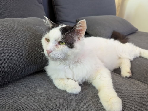 Angus (Courtesy Post), Adult Domestic Medium Hair / Mixed (medium coat), cat for adoption in Brentwood, California
