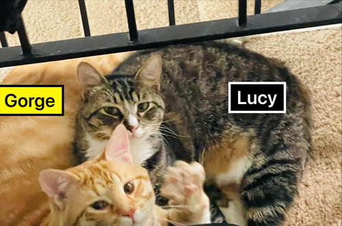 Gorge and Lucy (Courtesy Post), Adult Domestic Short Hair / Mixed (short coat), cat for adoption in Oakley, California
